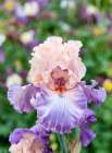 USA, Oregon. Garden in full bloom with close-up of bearded iris Art Print